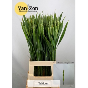 TRITICUM AESTIVUM