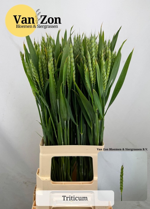 <h4>Triticum Aestivum</h4>