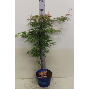 Acer Ice Dragon P23 potgekweekt