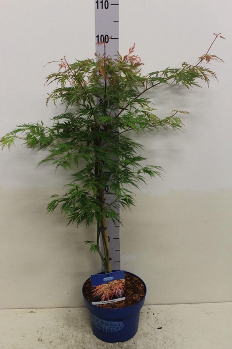 <h4>Acer Ice Dragon P23 potgekweekt</h4>