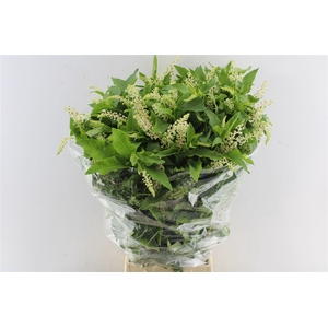 Karmozijnbes Phytolacca