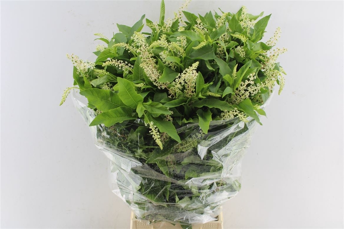 <h4>Phytolacca Americana</h4>
