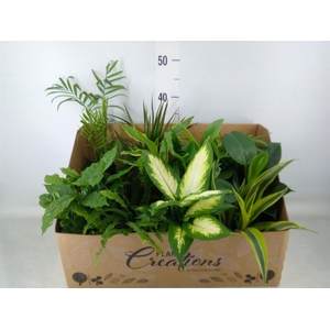 Planten Groen   ...mix 12