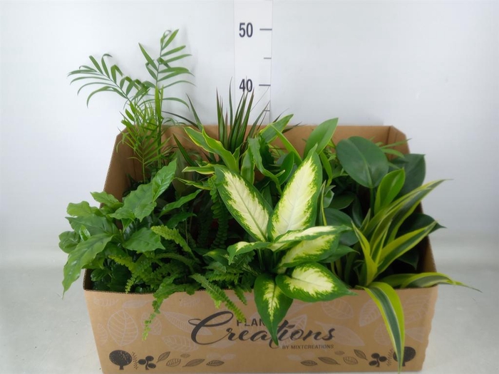 <h4>Planten Groen   ...mix 12</h4>