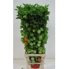 Physalis Lampion Tak