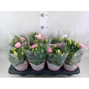 Eustoma russ. DU 'Julietta Pink'