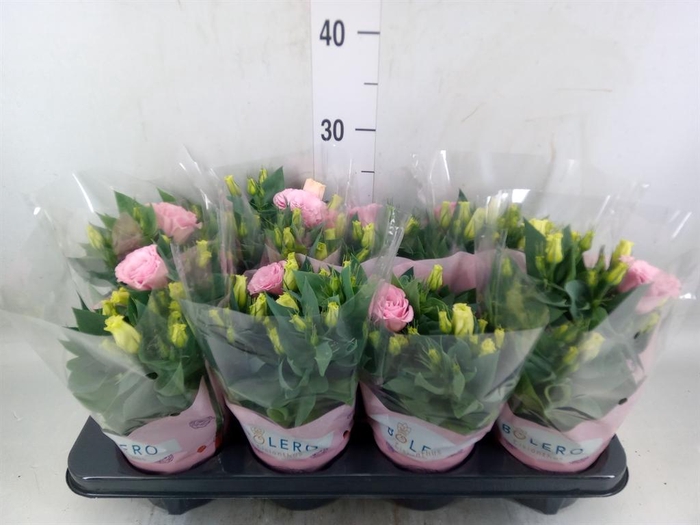 <h4>Eustoma russ. DU 'Julietta Pink'</h4>