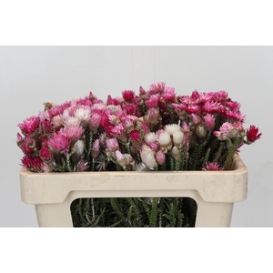 Kaaps Groen Phaenocoma Natural