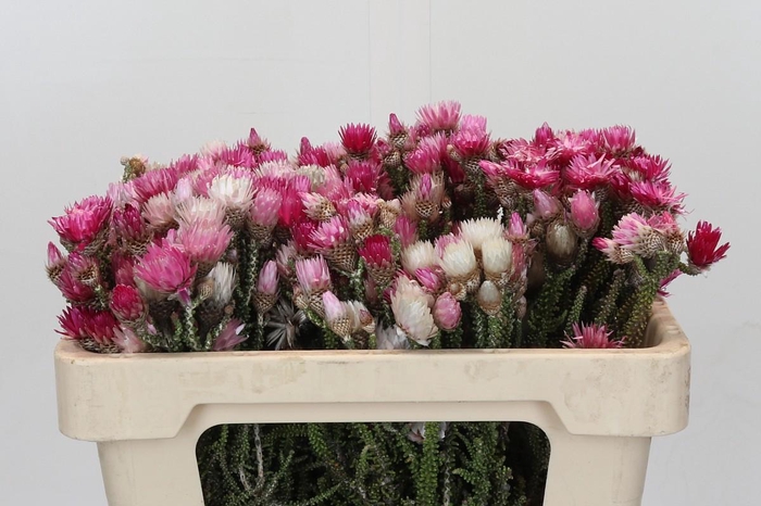 Kaaps Groen Phaenocoma Natural