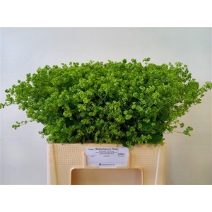 Alchemilla Robustica Extra