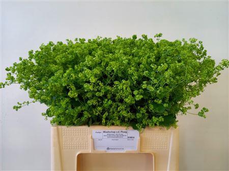 <h4>Alchemilla Robustica Extra</h4>