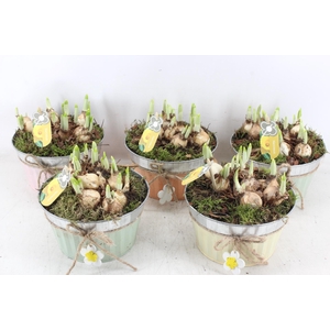 arr4 Narcis PL - Zink rond mix bloem
