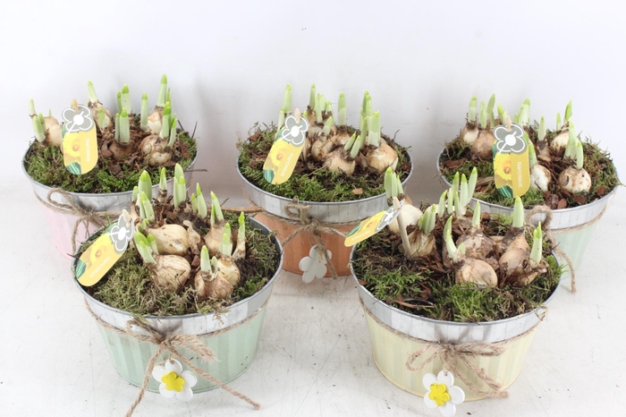<h4>arr4 Narcis PL - Zink rond mix bloem</h4>