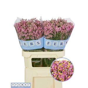 LIMONIUM SINENSE 'ANOUCHKA DIAMOND'