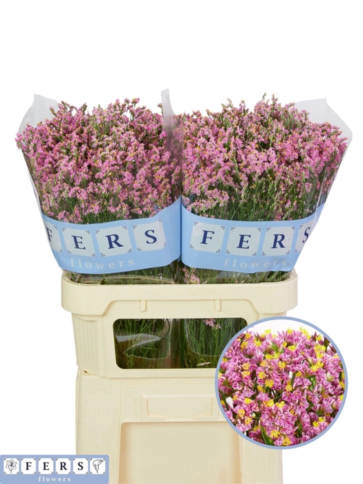 <h4>LIMONIUM SINENSE 'ANOUCHKA DIAMOND'</h4>