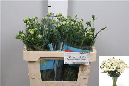 Ran Butterfly Keramos