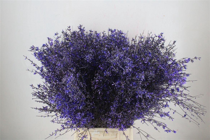 <h4>Ginster 400gr Milka P Bunch</h4>