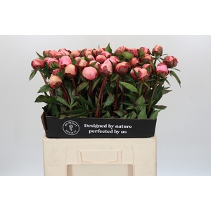 Paeonia Nick Shaylor