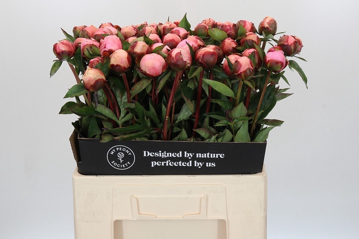 Paeonia Nick Shaylor