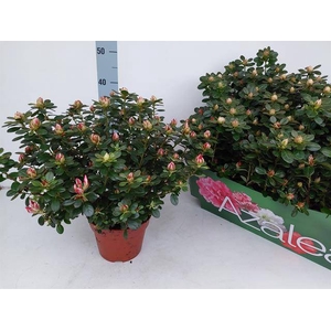 Azaliai Fluostern 17Ø 40cm 37Ø