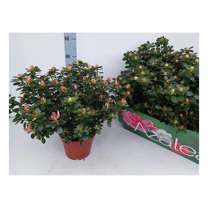 <h4>Azalia Fluostern 17Ø 40cm 37Ø</h4>