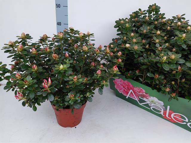 Azaliai Fluostern 17Ø 40cm 37Ø