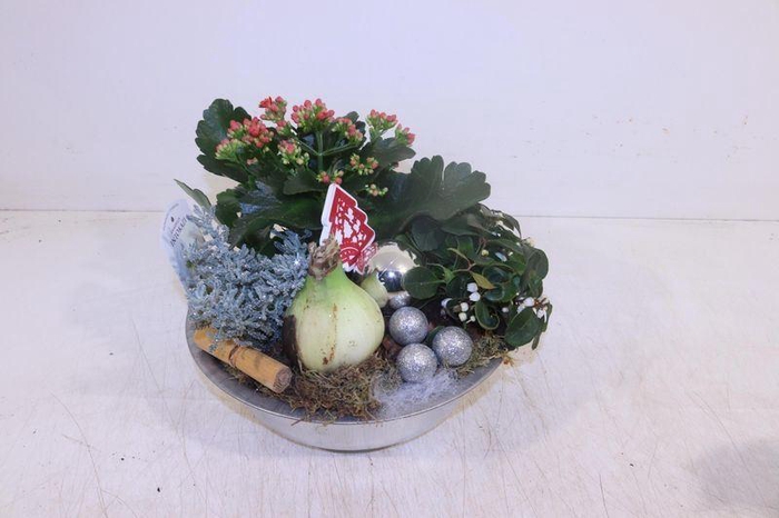 <h4>ARR HIPPEASTRUM</h4>