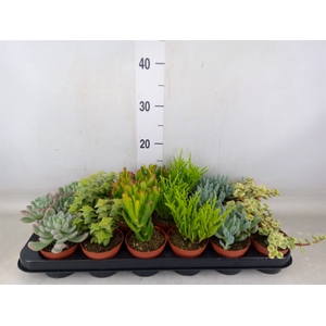 Succulents   ...mix 6