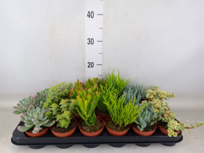 <h4>Succulents   ...mix 6</h4>