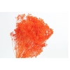 Broom Bloom Orange