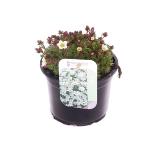 Saxifraga Pixie White