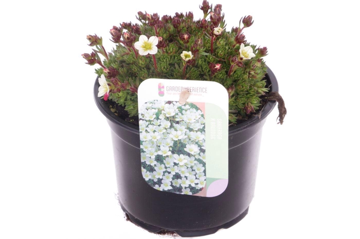 <h4>Saxifraga Pixie White</h4>