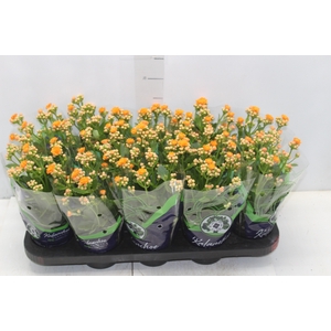 KALANCHOE DOBRADO P11 LARANJA