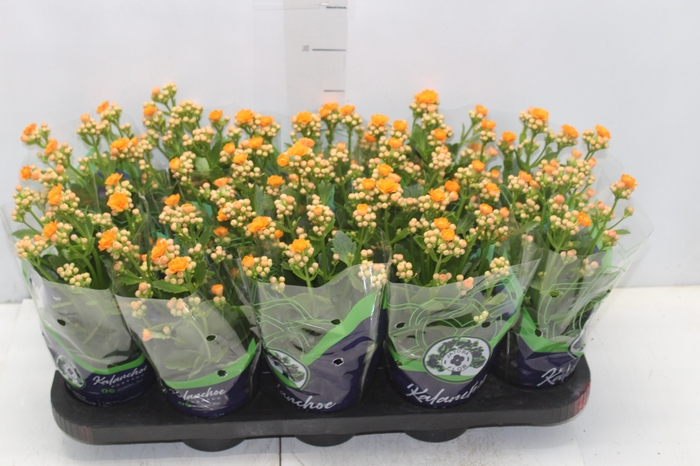 KALANCHOE DOBRADO P11 LARANJA