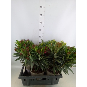 Nerium oleander   ...