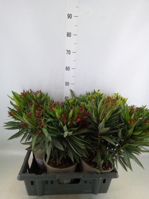 <h4>Nerium oleander   ...</h4>