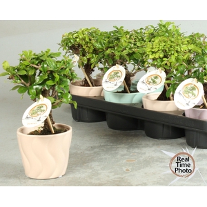 BONSAI GEM