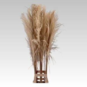 <h4>CORTADERIA OV</h4>