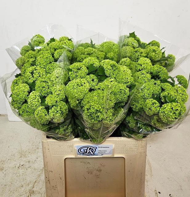 <h4>VIBURNUM ROSEUM ST</h4>