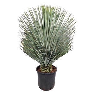 Yucca Rostrata