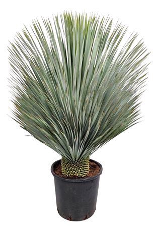 <h4>Yucca Rostrata</h4>