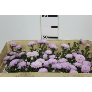 ASTER MARIANA 040 CM ROSA CLARO