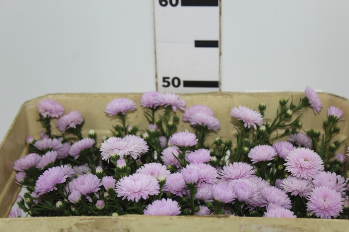 <h4>ASTER MARIANA 040 CM ROSA CLARO</h4>