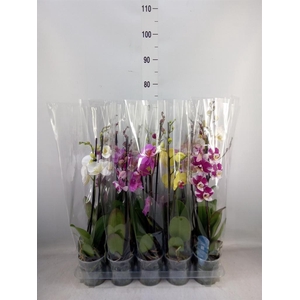 Phalaenopsis   ...mix  5