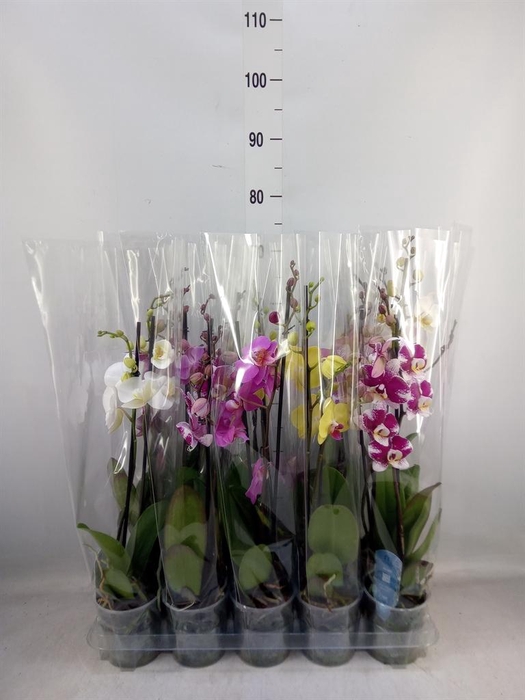 <h4>Phalaenopsis   ...mix  5</h4>