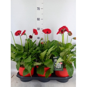 Gerbera  'Garvinea Sweet Love'