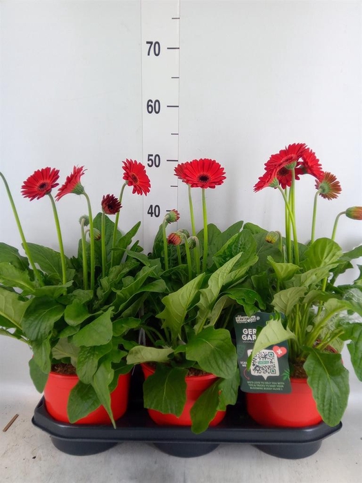 <h4>Gerbera  'Garvinea Sweet Love'</h4>