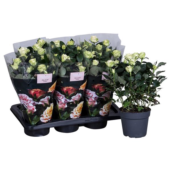 <h4>Rosa Palace White st 1-2</h4>