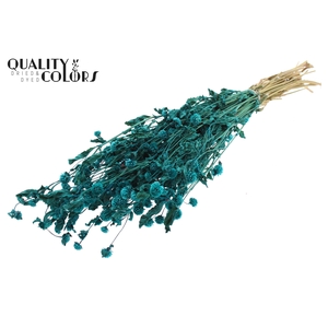 Gomphrena per bunch Turquoise