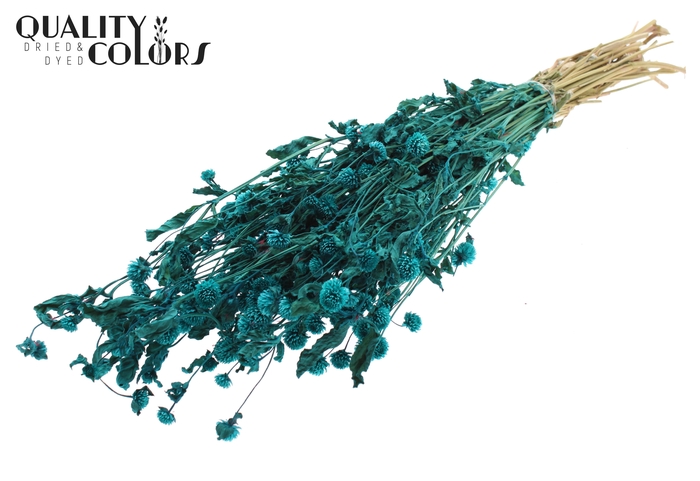 <h4>Gomphrena per bunch Turquoise</h4>